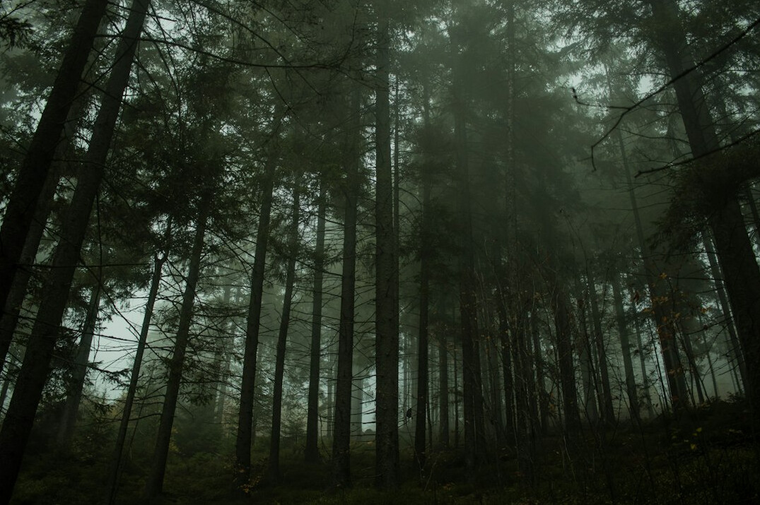 dark foggy forest at night